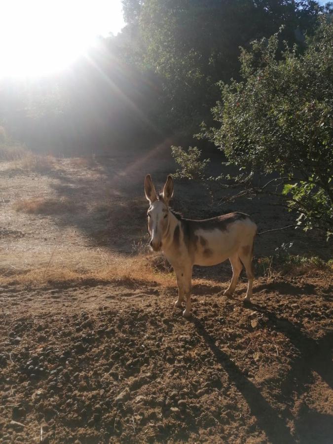 Casa Rural El Olivo اراسنا المظهر الخارجي الصورة